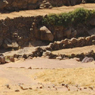 Paul Nevin Yemen Photo Crop